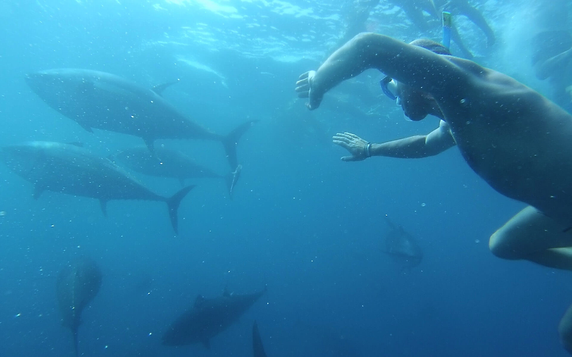 tuna-tour-experience-