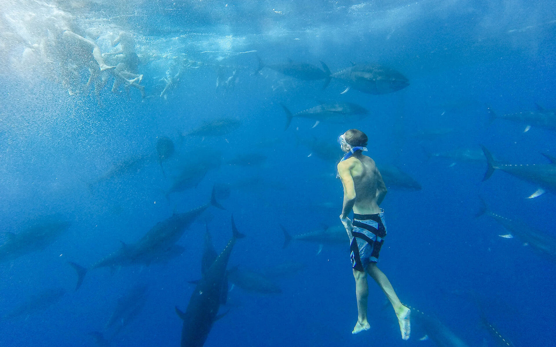 imagen-de-un-persona-buceando-entre-atunes-rojos-en-aguas-cristalinas-náutic-parc