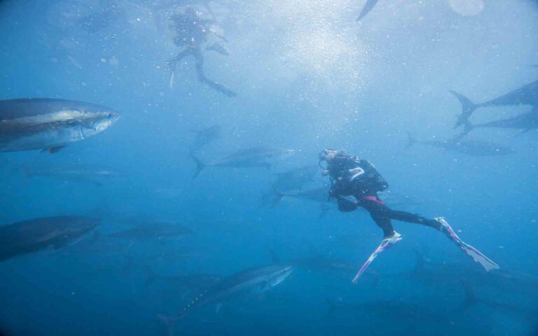 imagen-de-una-persona-buceando-entre-atunes-rojos-en-aguas-cristalinas-náutic-parc