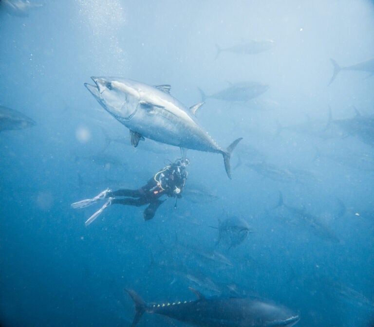 imagen-de-una-persona-buceando-entre-atunes-rojos-en-aguas-cristalinas