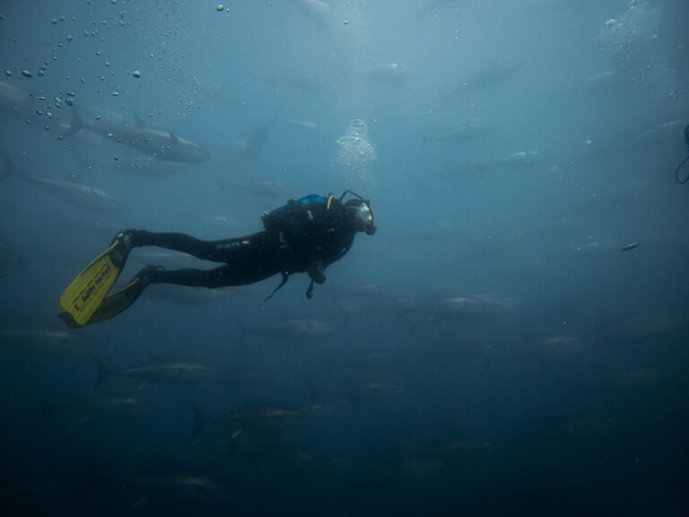 imagen-de-una-persona-buceando-entre-atunes-rojos-en-aguas-cristalinas